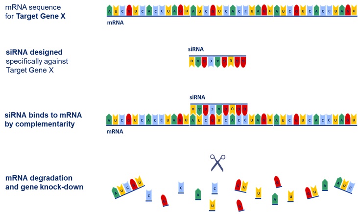 RNAI process